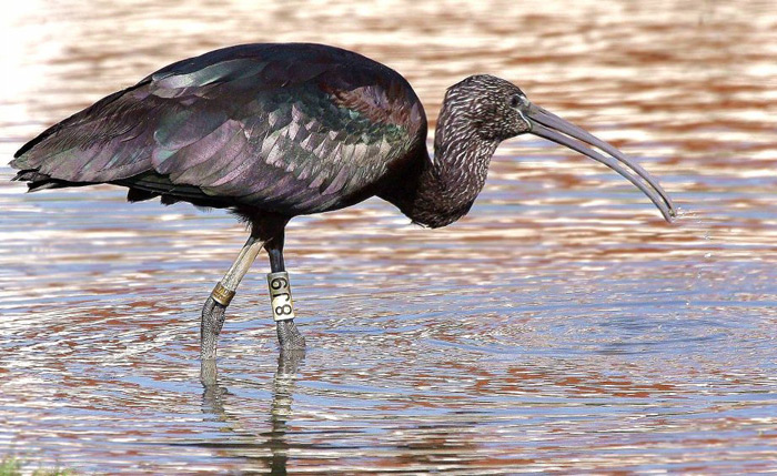 Glossy Ibis