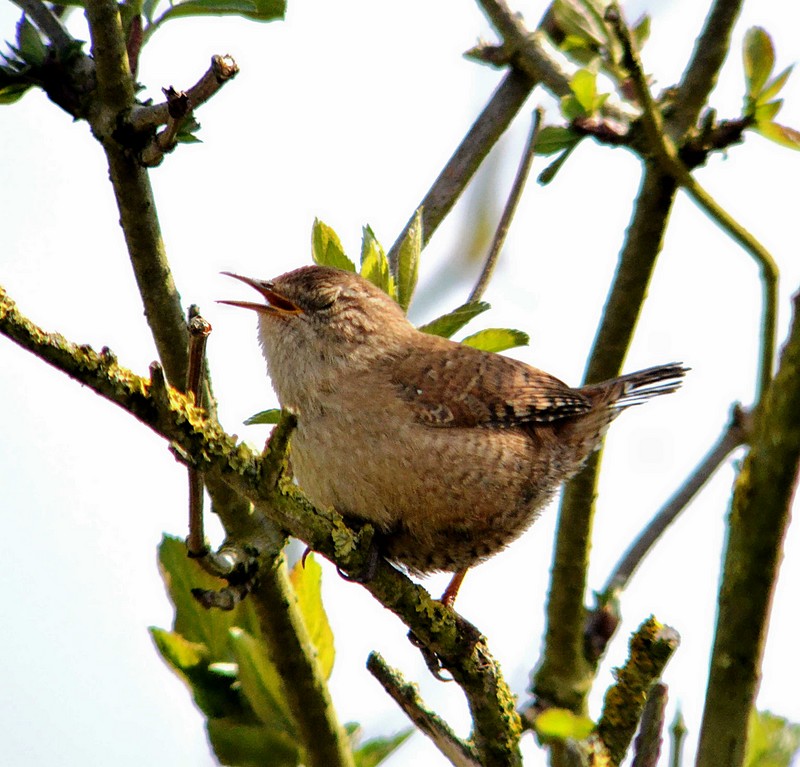Wren