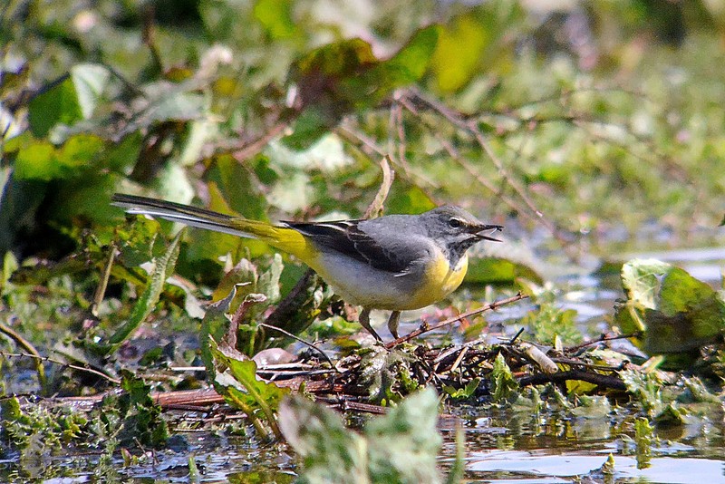 Grey Wagtail