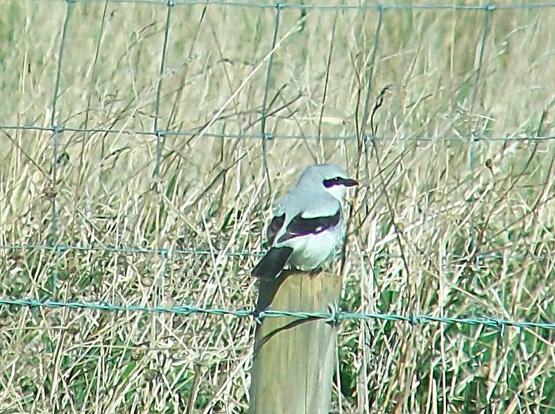 Great Grey Shrike