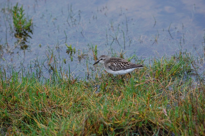 Least Sandpiper