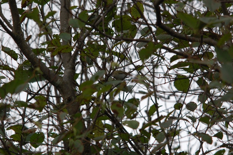 Red-eyed Vireo