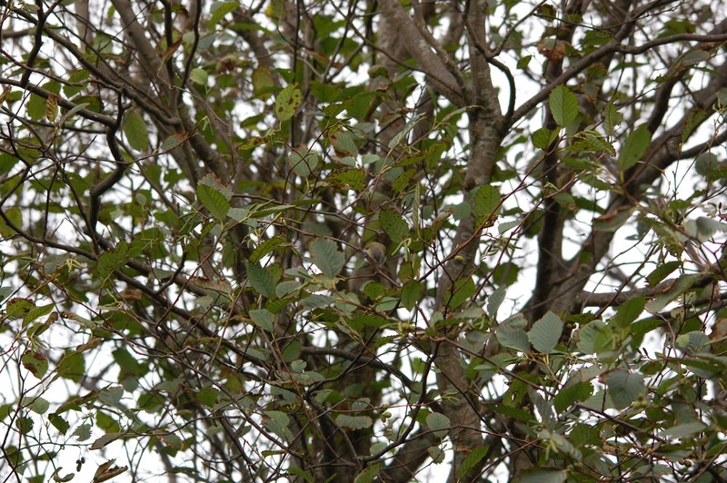 Red-eyed Vireo