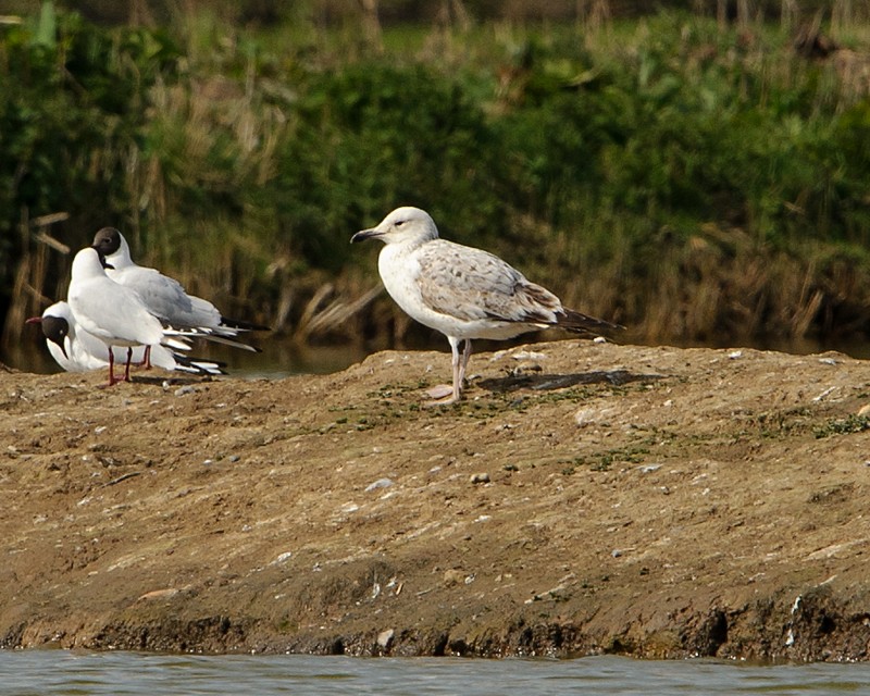 Caspian Gull