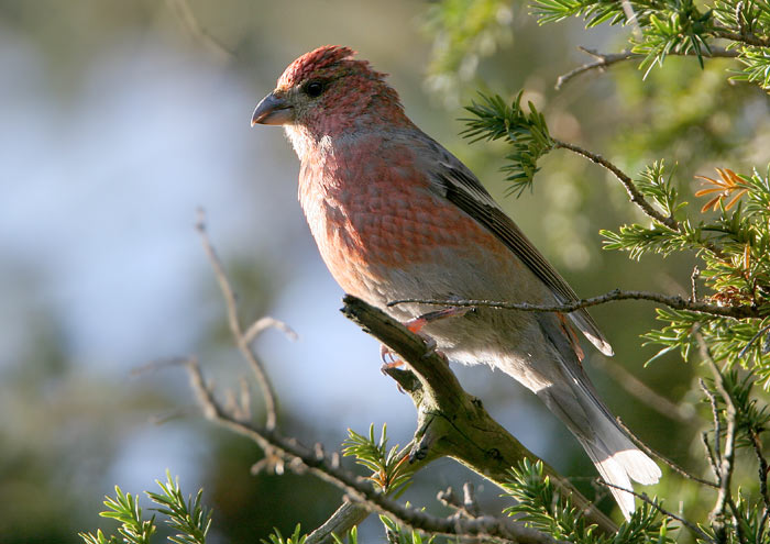 Pine Grosbeak