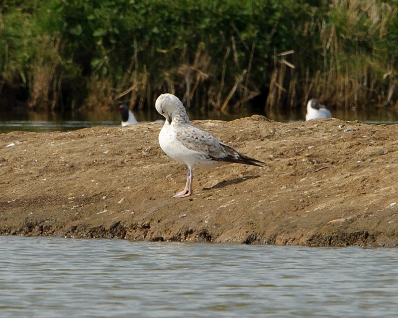 Caspian Gull