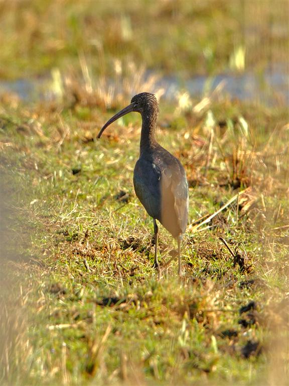 Glossy Ibis
