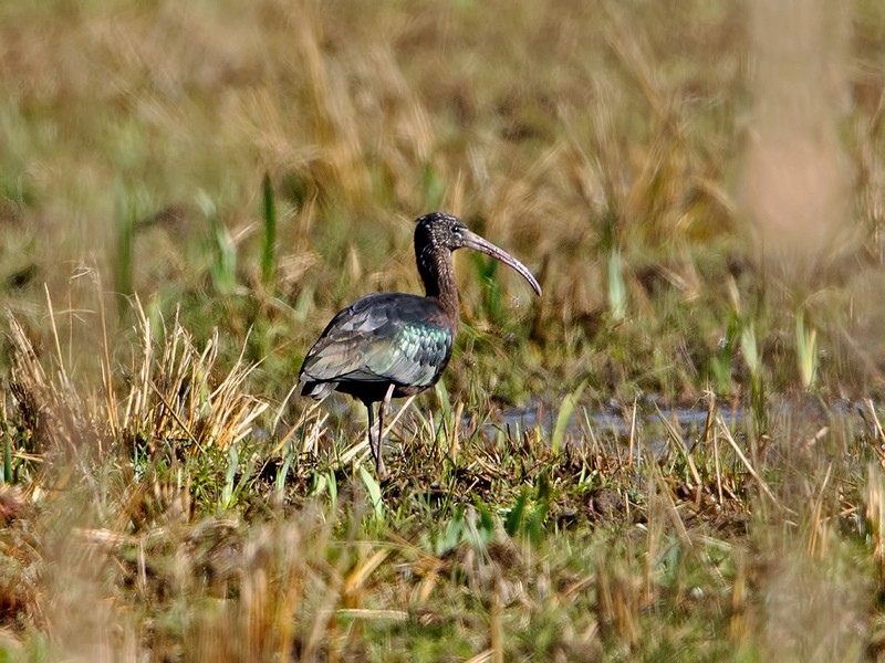 Glossy Ibis