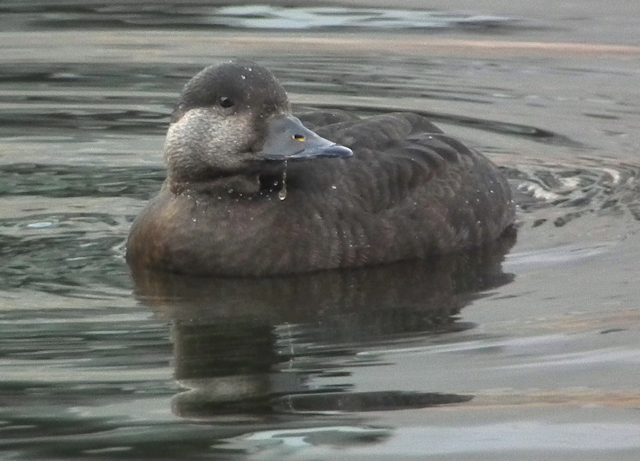Common Scoter