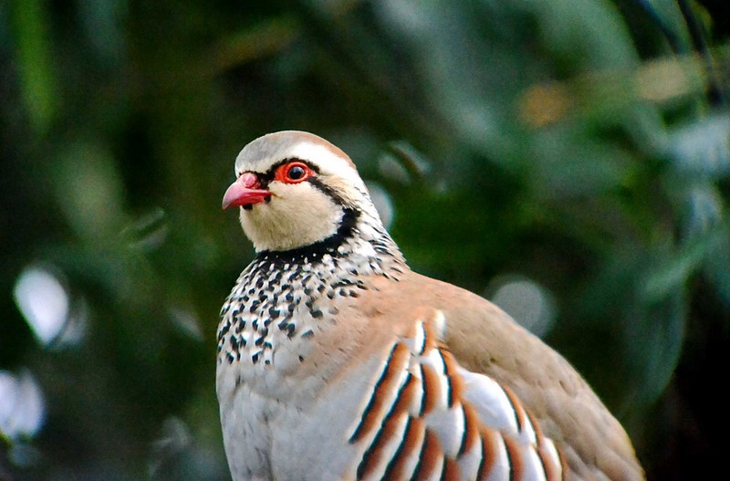 Red-legged Partridge