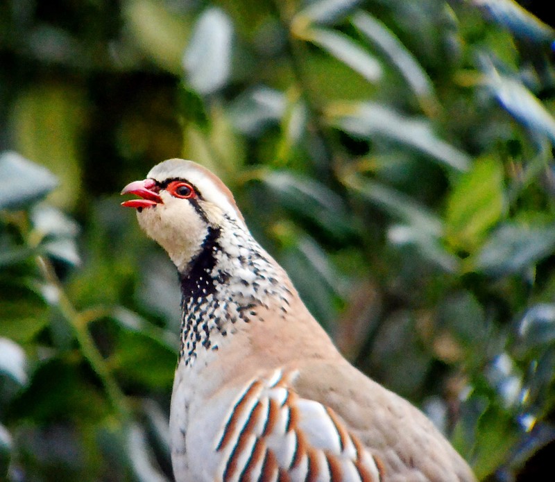 Red-legged Partridge