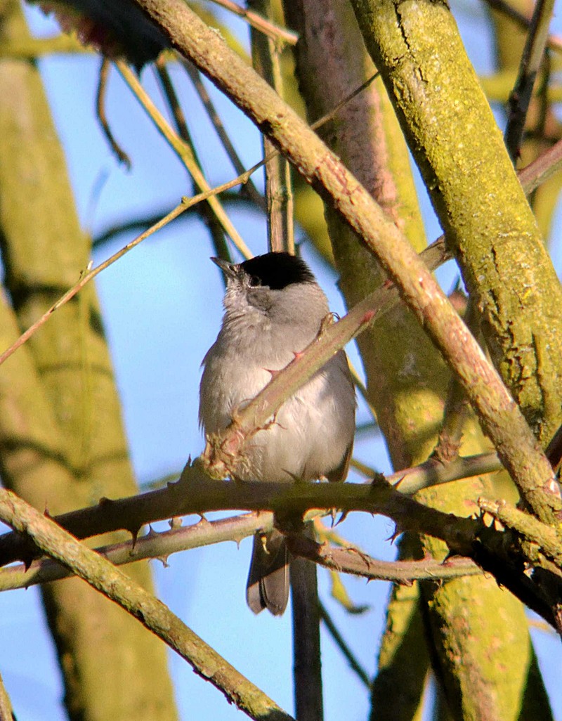 Blackcap