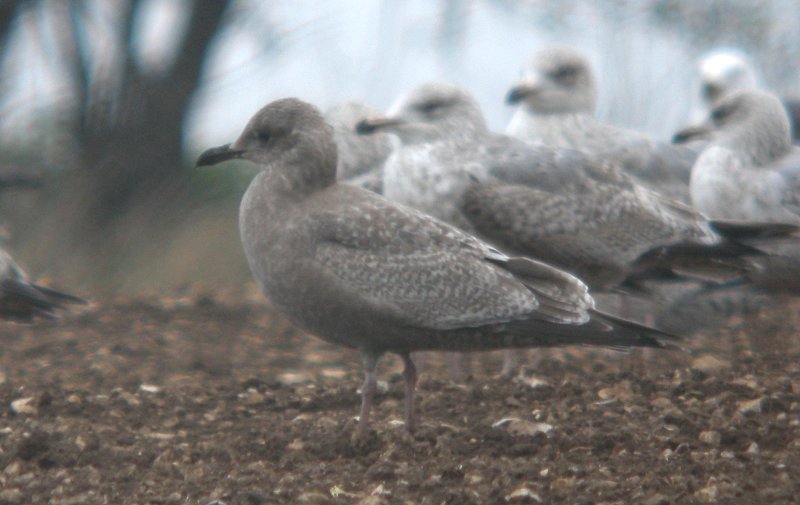 Thayer's Gull