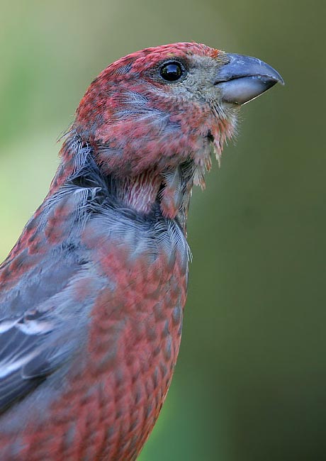 Pine Grosbeak