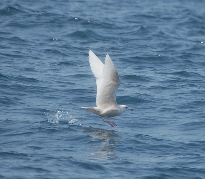 Iceland Gull