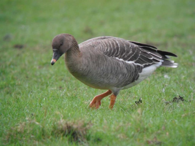 Tundra Bean Goose