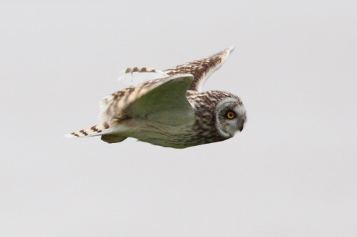 Short-eared Owl