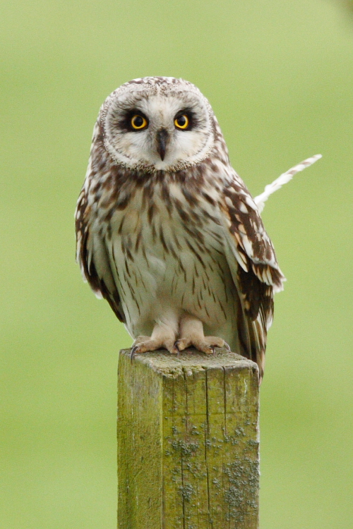 Short-eared Owl