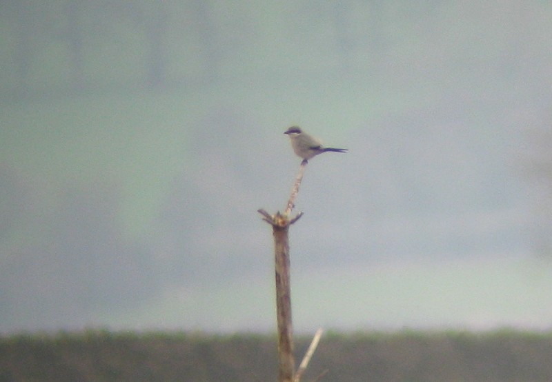 Great Grey Shrike