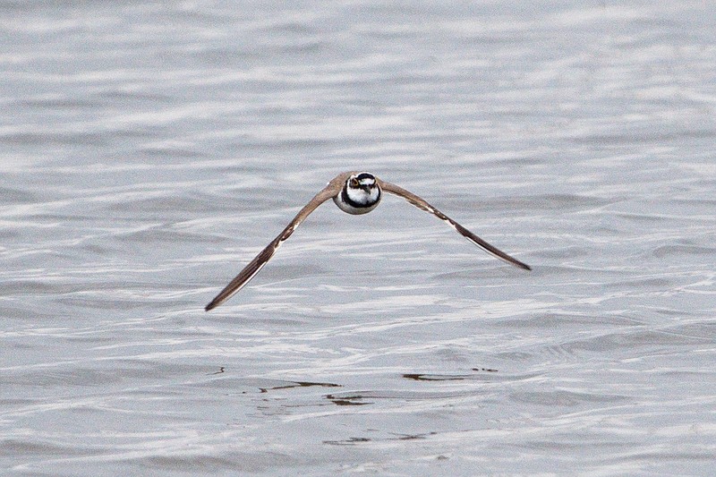 Little Ringed Plover