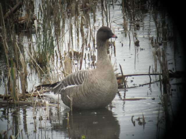 Pink-footed Goose
