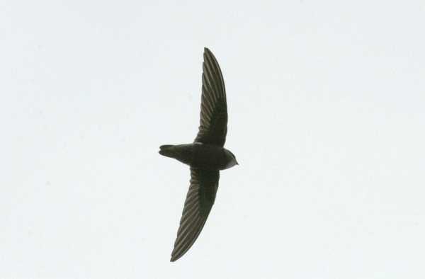 Little Swift