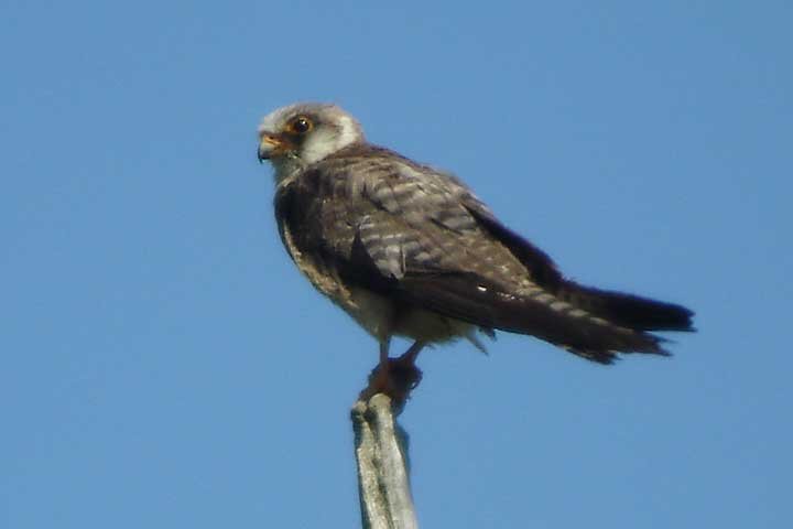Red-footed Falcon