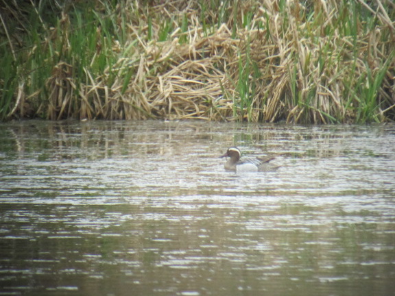 Garganey