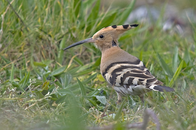 Hoopoe