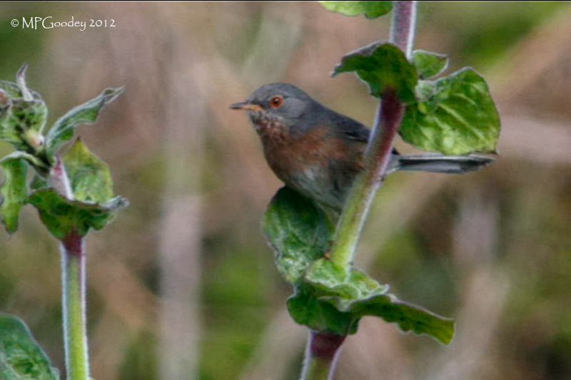 Dartford Warbler