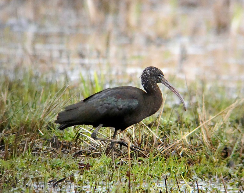 Glossy Ibis
