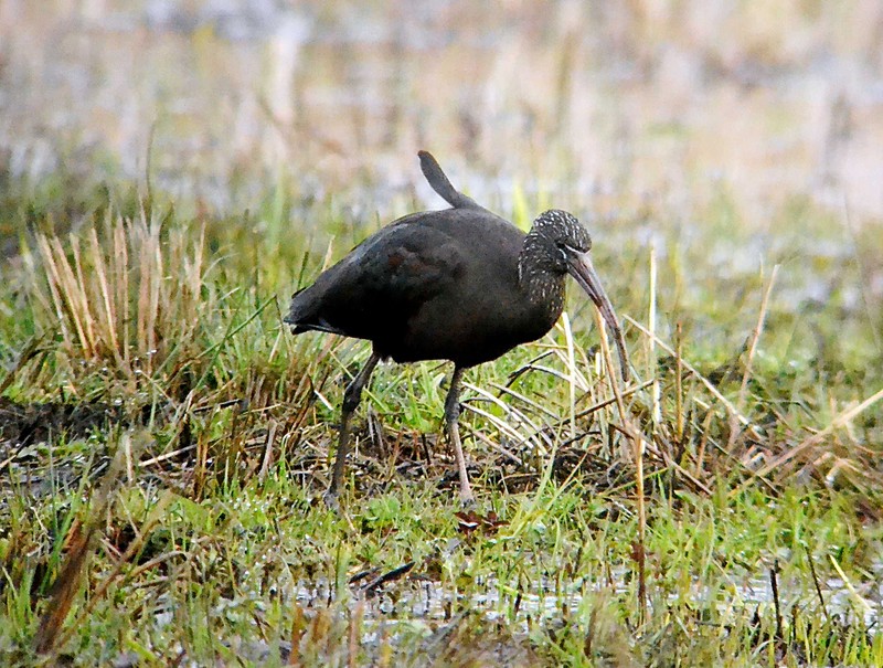 Glossy Ibis