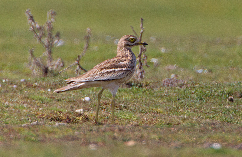 Stone Curlew