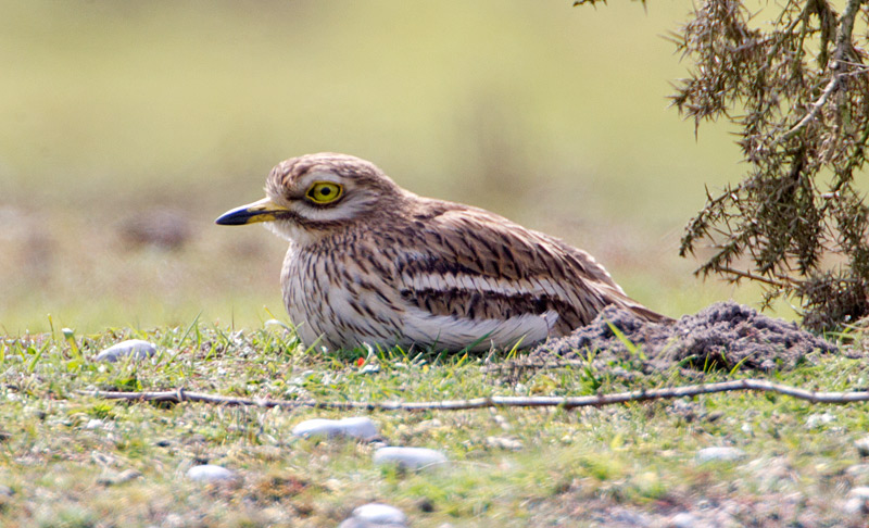 Stone Curlew