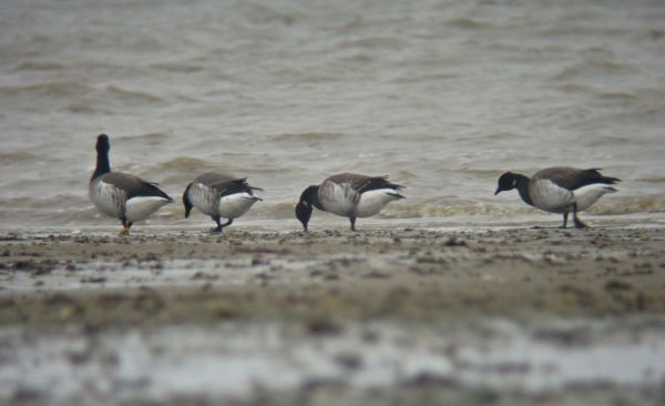 Pale-bellied Brent Goose
