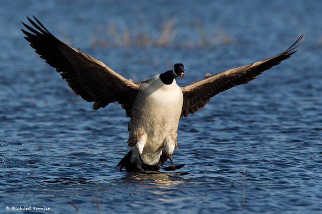 Canada Goose