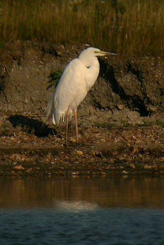 Great White Egret