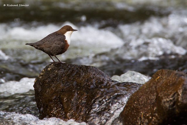 Dipper