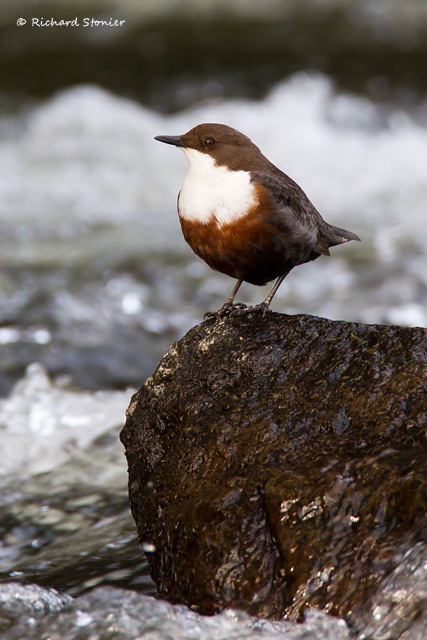 Dipper