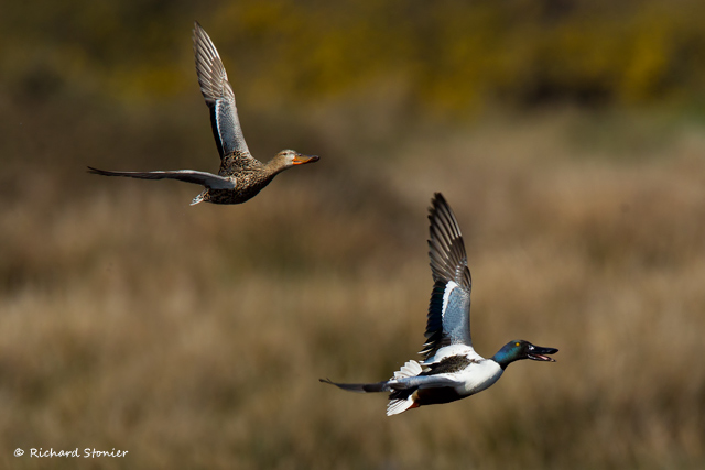 Shoveler