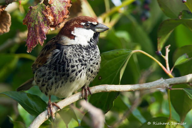 Spanish Sparrow