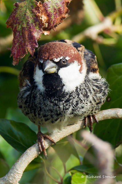 Spanish Sparrow