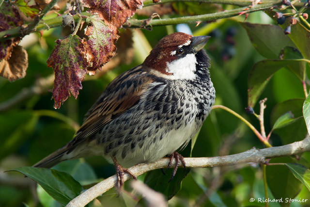 Spanish Sparrow