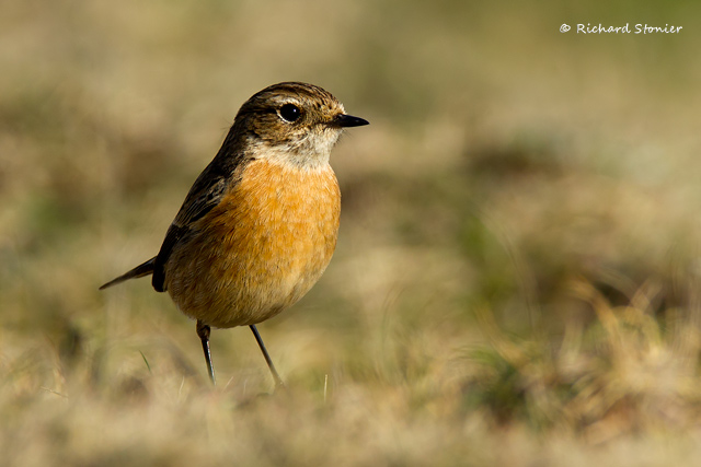 Stonechat