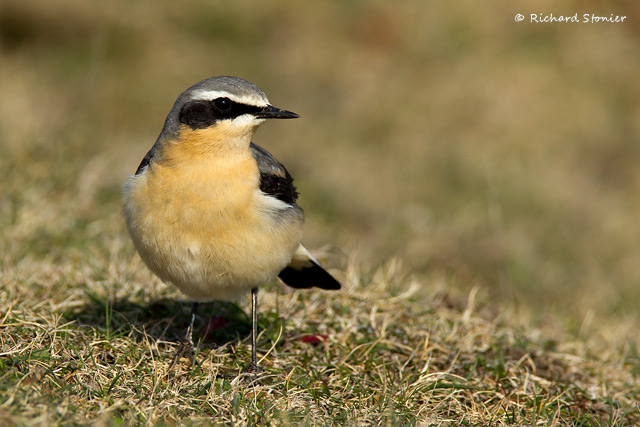 Wheatear