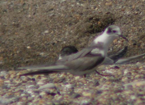 American Black Tern