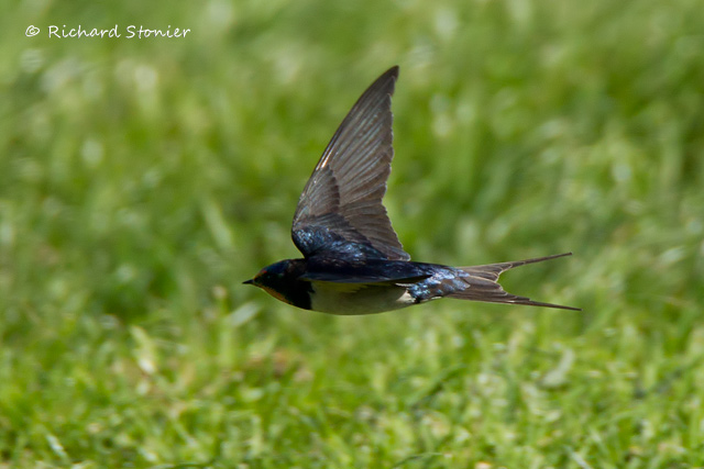 Swallow