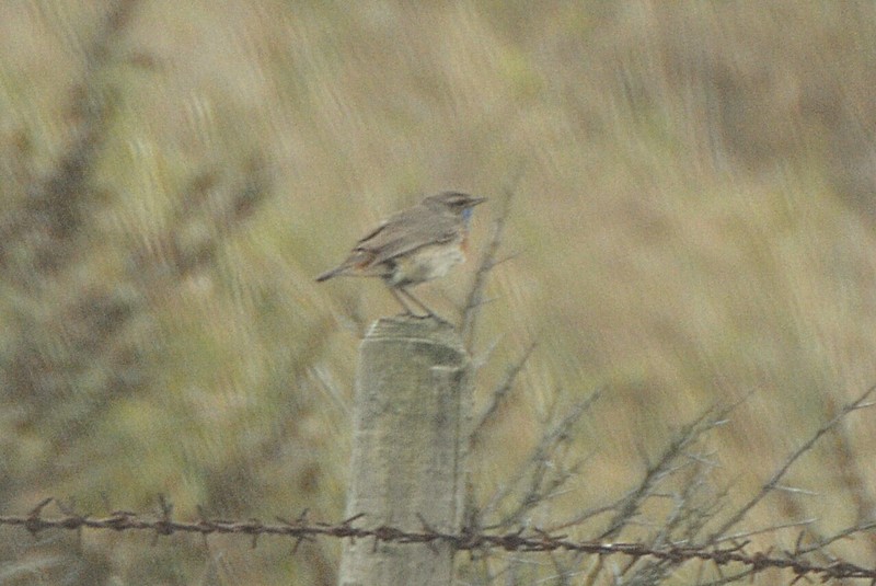 White-spotted Bluethroat