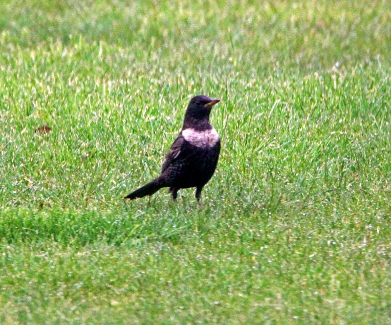 Ring Ouzel