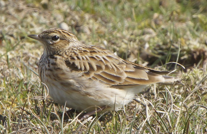 Skylark